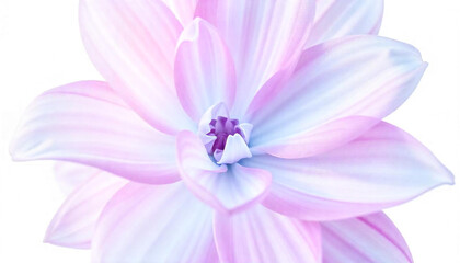 Lotus flower isolated on white background for wallpapers