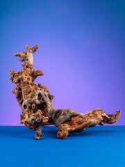 Fototapeta premium Macro shot of natural wooden driftwood designed for aquariums or terrariums against a purple backdrop