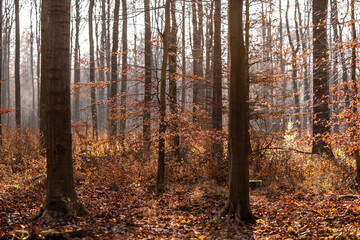 Der Wald im Herbst bei leichtem Nebel und schöner Sonne