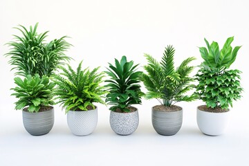 Obraz premium Lush Indoor Plants in Decorative Pots for Home and Office Decoration