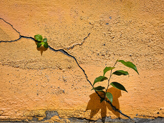 Close-up of vibrant green leaves against a textured cracked wall, perfect for nature backgrounds, eco themes, or artistic designs highlighting contrast and organic textures.