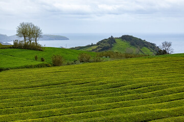Obraz premium Tea plantation in Cha Gorreana at Sao Miguel island Azores Portugal