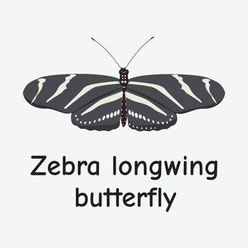 Autumn Zebra Longwing Butterfly Vector Illustration in Nature