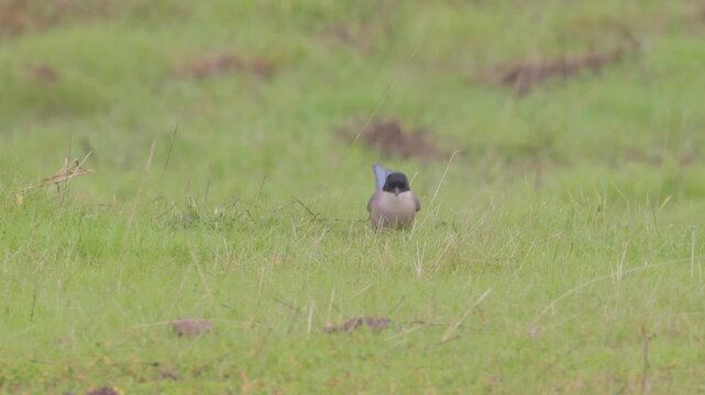 Static shot of an Iberian magpie eating on the ground and hopping through grassy terrain. Captures the bird's behavior in a natural habitat, perfect for wildlife and nature projects