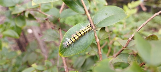 close up photo of a fluffy ball attached to a plant leaf