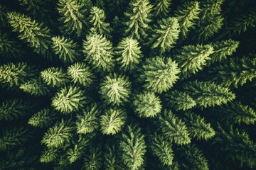 Aerial View of Lush Green Forest Canopy with Dense Pine Tree Growth in Nature