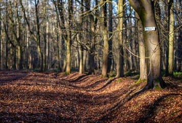 Fototapeta premium Bäume im Herbst an einem Weg im Wald
