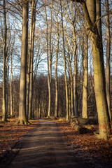 Der Wald im Herbst bei leichtem Nebel und schöner Sonne