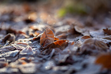 Laub im Wald mit Eis vor Kälte gefroren