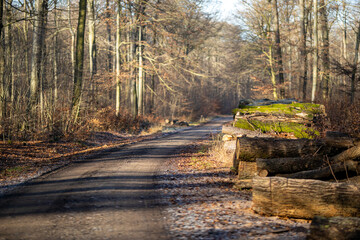 Waldweg im Herbst bei Sonne und lichtem Nebel