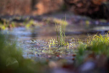 Gras in gefrorenem Wasser im Winter
