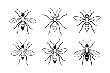 Spider Wasp (Pompilidae) insect design, labeled line art vector illustration.