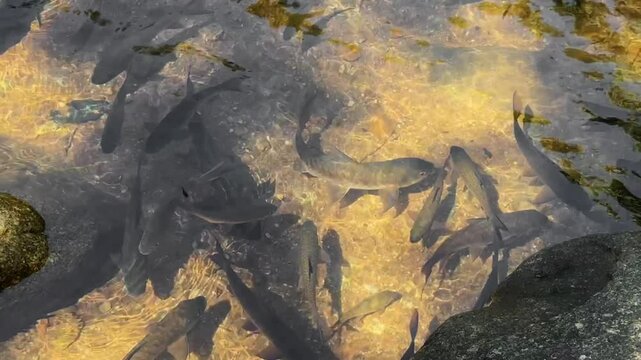 Many fish are swimming in the clear water.