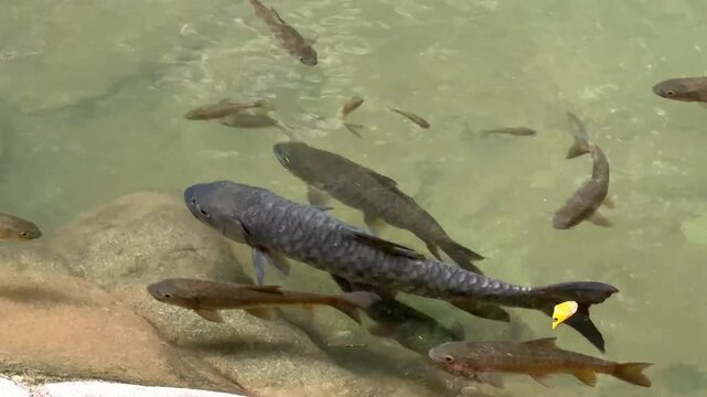 Many fish are swimming in the clear water.