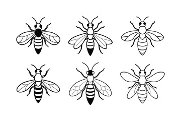 Cicada Killer Wasp (Sphecius speciosus) insect design, labeled line art vector illustration.