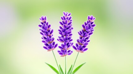 Naklejka premium Three lavender flowers with a soft, blurred background.