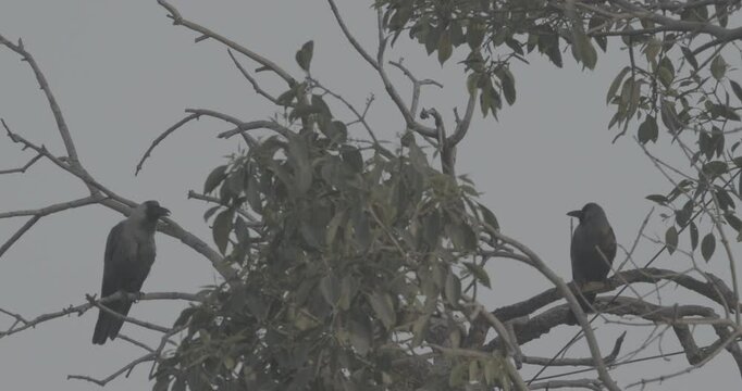 Two Rose-ringed parakeets siting together on tree branch Slow motion. Sittacula krameri, ringneck parrot, Kramer parrot from Psittacidae family. Slow motion