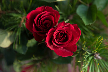 red roses in garden
