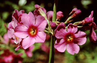 Primevere, Primula burmanica