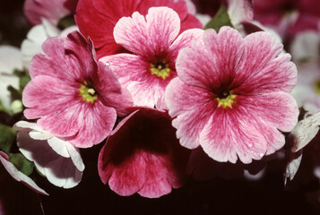 Primevere, Primula, groupe Polyanthus