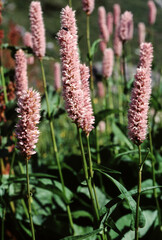 Renouée bistorte, Polygonum biscorta