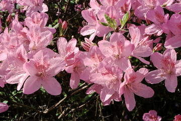 Rhododendron, variete Joseph Haydn