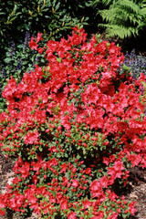 Rhododendron, variete Vuyk's Marlene