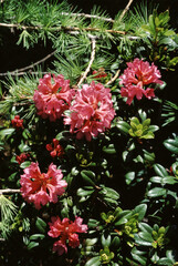 Rhododendron furrigineux, Rhododendron ferrugineum