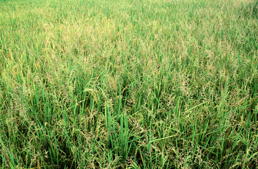 Rizière, Camargue, 13, Bouches du Rhone, France