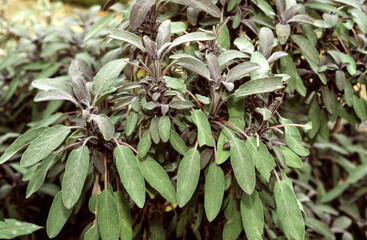 Sauge officinal pourpre, Salvia officinalis purputascens