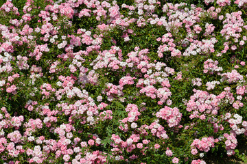 Rosier, variété Bonica