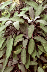 Sauge officinal pourpre, Salvia officinalis purputascens