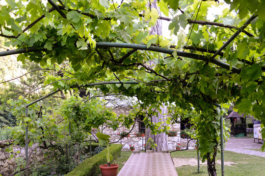 treille de vigne, monast&egrave;re Saint Nicolas du Kablar, Serbie