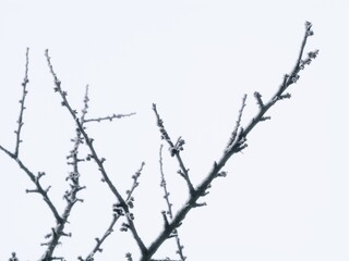 Frosty branches against white sky