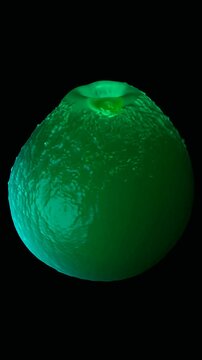 Cryptococcus fungi are a group of encapsulated yeasts found widely in the environment, particularly in soil, bird droppings, and on certain trees.