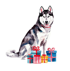 husky (sled dog) with giftbox watercolor vector illustration © LeoOrigami