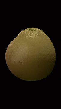 Cryptococcus fungi are a group of encapsulated yeasts found widely in the environment, particularly in soil, bird droppings, and on certain trees.