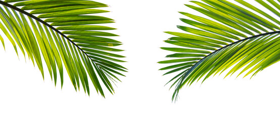 Tropical palm leaf isolated on white background