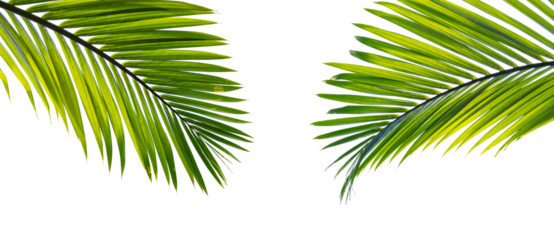 Tropical palm leaf isolated on white background