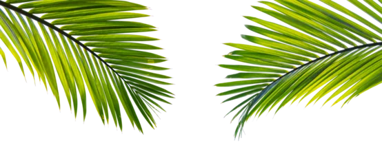 Fotobehang Tropisch Tropical palm leaf isolated on white background  © jirachaya
