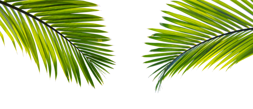 Tropical palm leaf isolated on white background