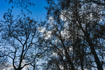 Éclats d'Automne : Les Arbres sous un Ciel Bleu