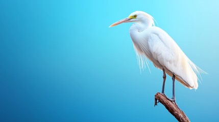 Obraz premium A white bird sitting on top of a tree branch