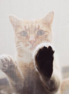 cat claws peeking out 