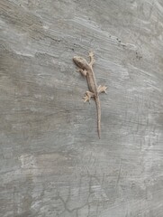 lizard on wall cement