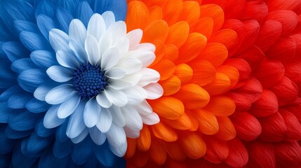 Obraz premium A close up of a red, white and blue flower