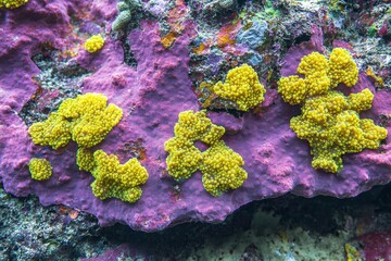 Vibrant Yellow and Purple Coral Reef