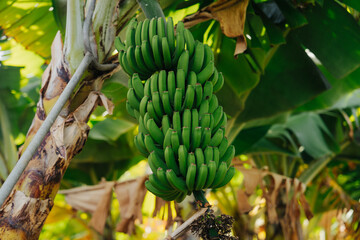 Fototapeta premium Green bananas growing on the plant, showcasing their fresh, vibrant color and natural texture. The bananas appear healthy and organic, with the sunlight highlighting their smooth surfaces. 