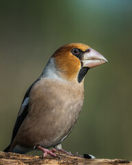 bird on a branch