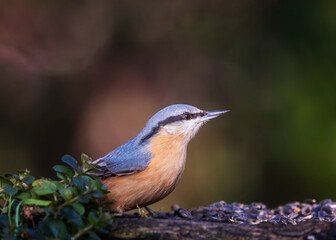 bird on a branch